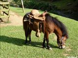 Restaurante Vaca Brava - BARRANQUITAS